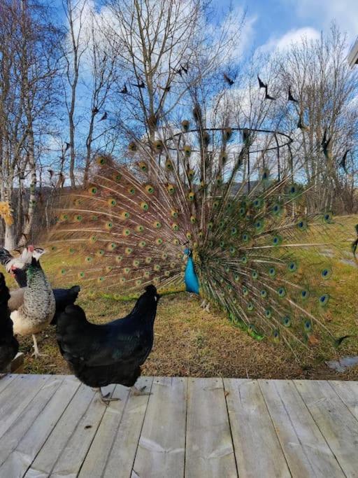 Idyllisk Minihus I Landlige Omgivelser - Med 5 Sengeplasser Og Parkering Åsen Dış mekan fotoğraf