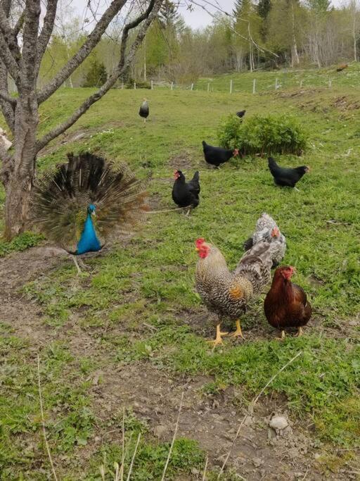 Idyllisk Minihus I Landlige Omgivelser - Med 5 Sengeplasser Og Parkering Åsen Dış mekan fotoğraf